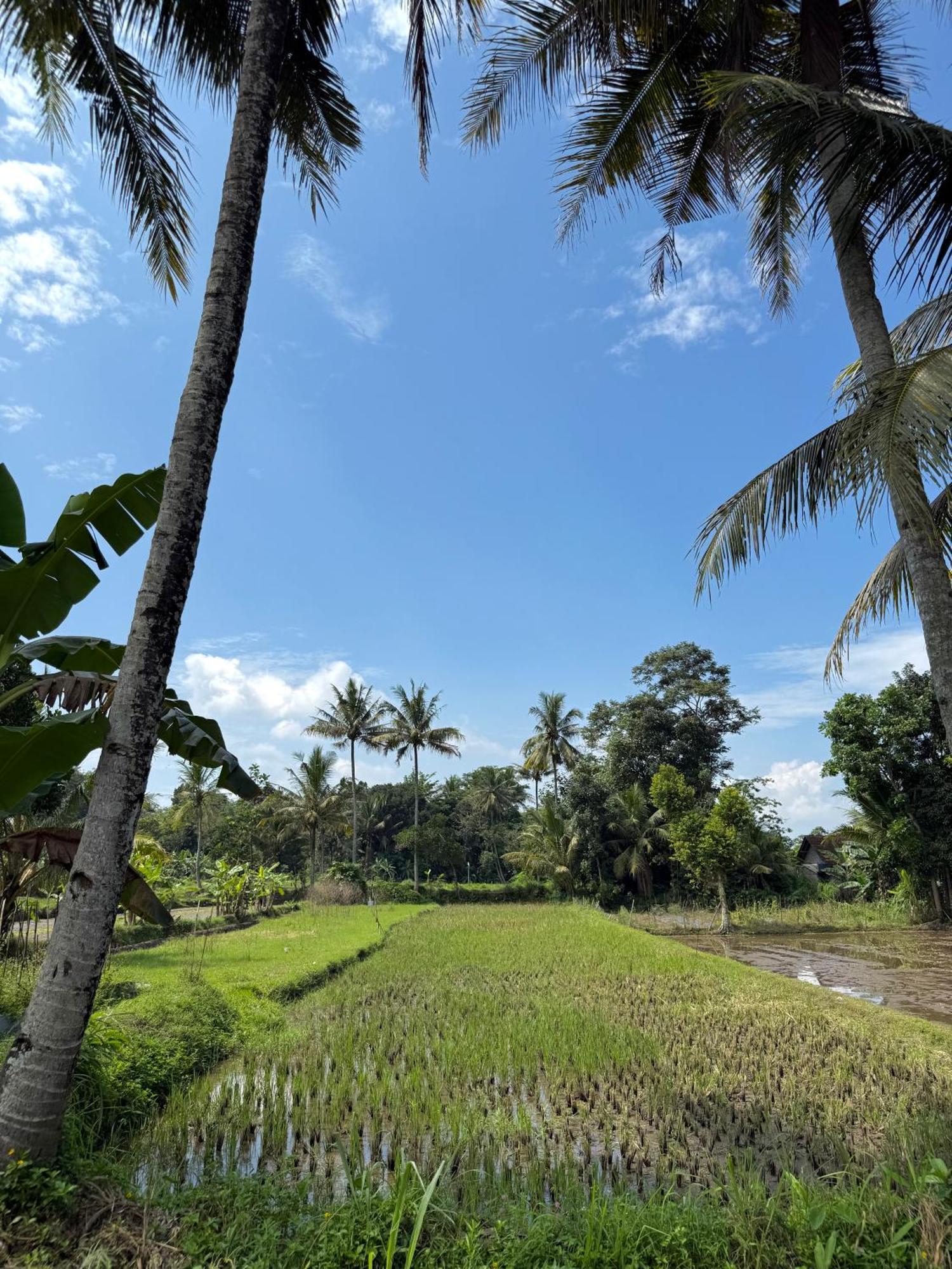 Padi 3* Cangkringan